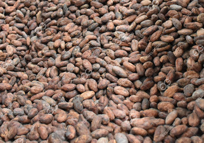 roasted cocoa.jpg